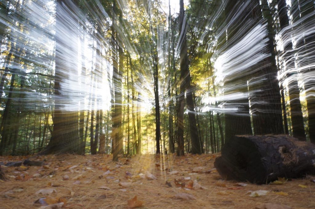 lights in forest