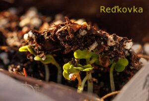 radishes pushing through