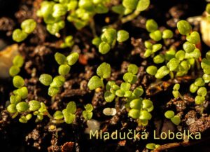 small lobelia flower