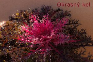 ornamental red kale