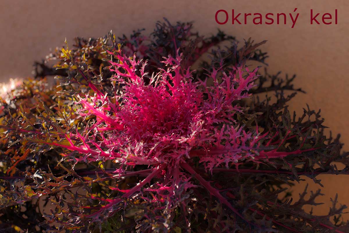 What is growing in January