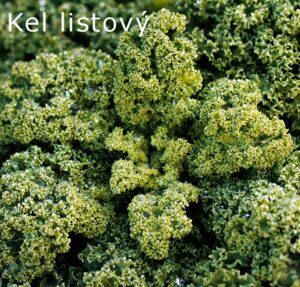 leafy kale