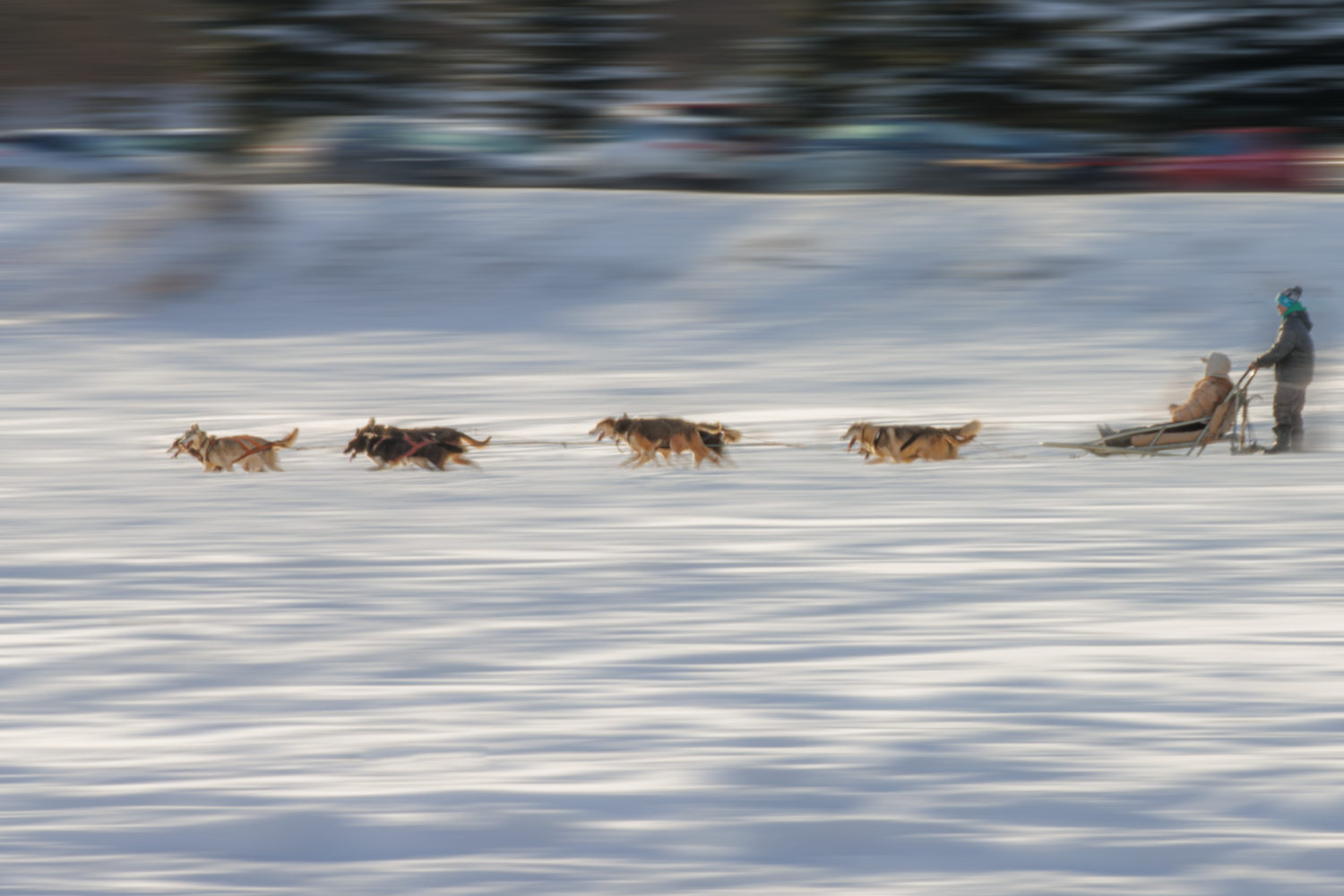 Husky ride in Donovaly