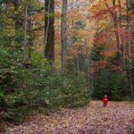 child walking in the forest