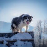 dog enjoying winter