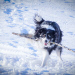 dog holding stick in mouth