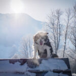 dog on top