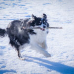 dog enjoying winter