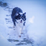 dog enjoying winter