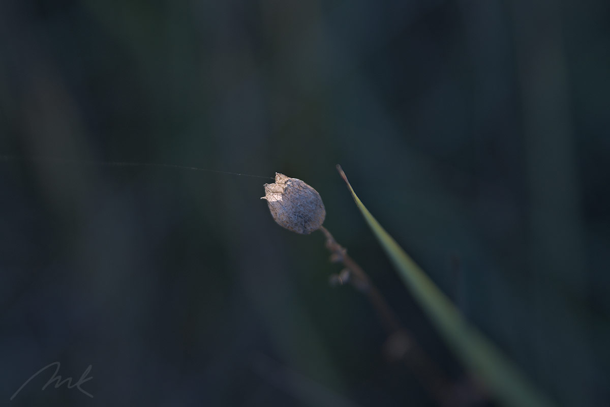 flower and stem together