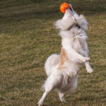 dog stretching after ball