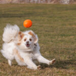 dog capturing a ball