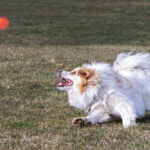 happy dog chasing a ball