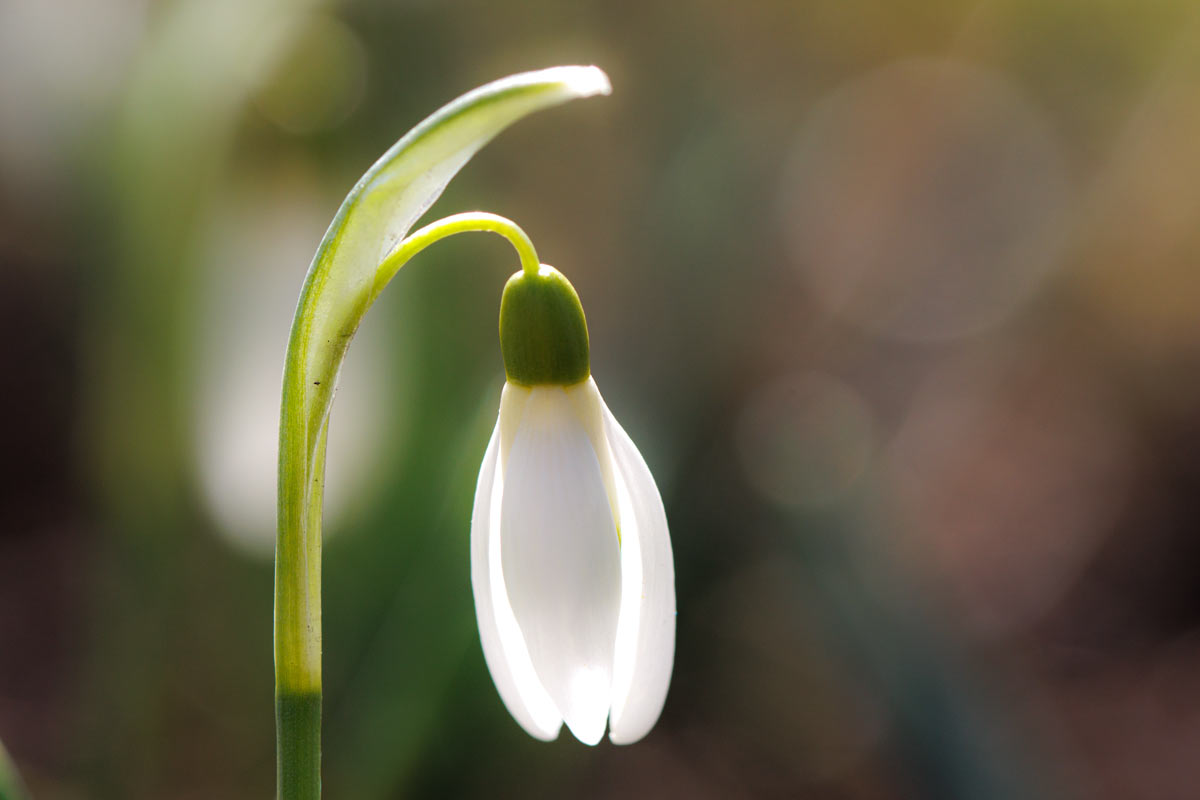 Snowdrops – first harbinger of spring