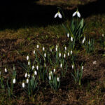 group of snowdrops