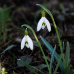 snowdrops twins
