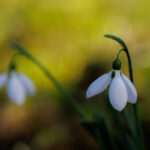 snowdrops in March